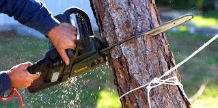 How Our Tree Care Process Works  in  Atwater, MN